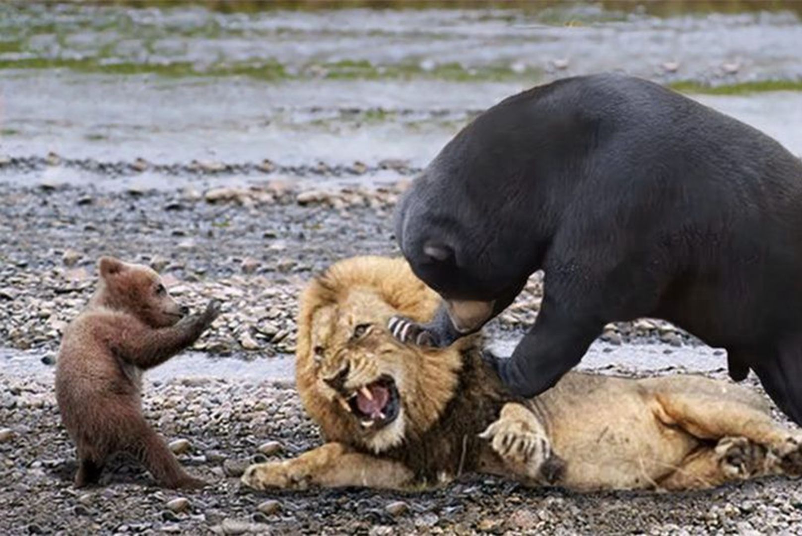 灰熊战胜灰狼,继续保持势头! 灰熊战胜灰狼,继续保持势头!