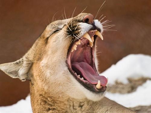 爱体育-狼队蓄势待发,猛犬将吞下对手