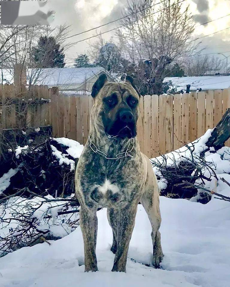 狼队蓄势待发,猛犬将吞下对手 狼队蓄势待发,猛犬将吞下对手